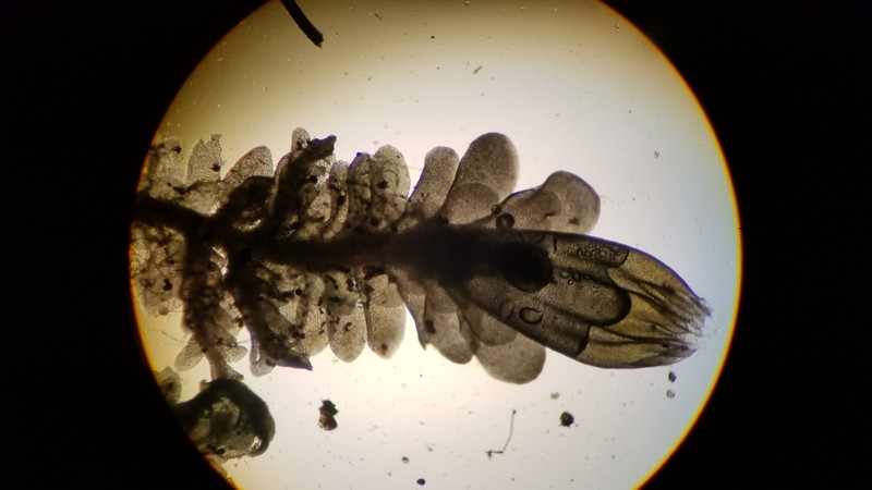 Diplophyllum obtusatum photo 6