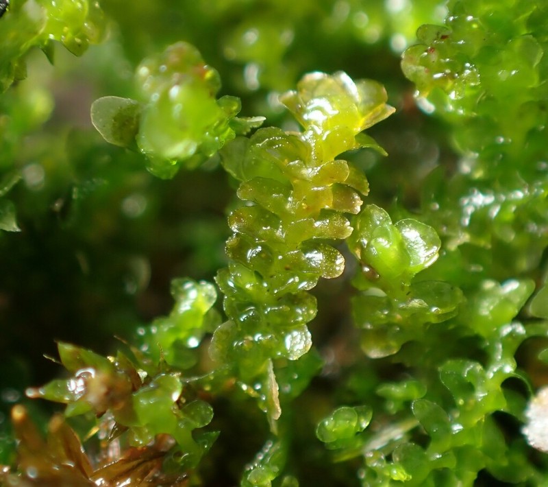 Diplophyllum obtusifolium