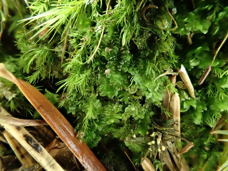 Diplophyllum obtusifolium photo 2