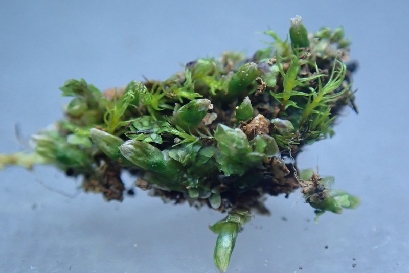 Diplophyllum obtusifolium photo 3