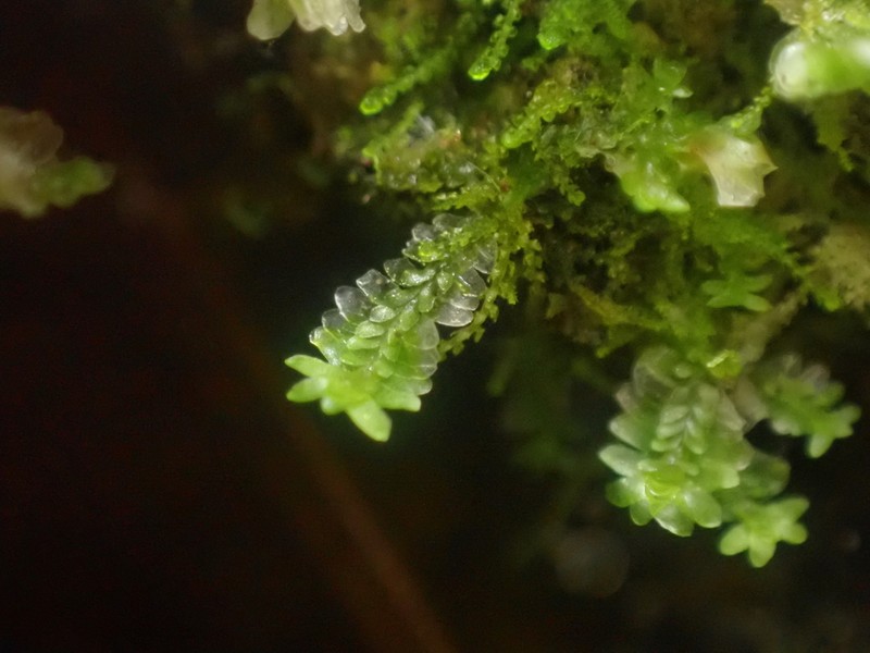 Diplophyllum obtusifolium photo 4