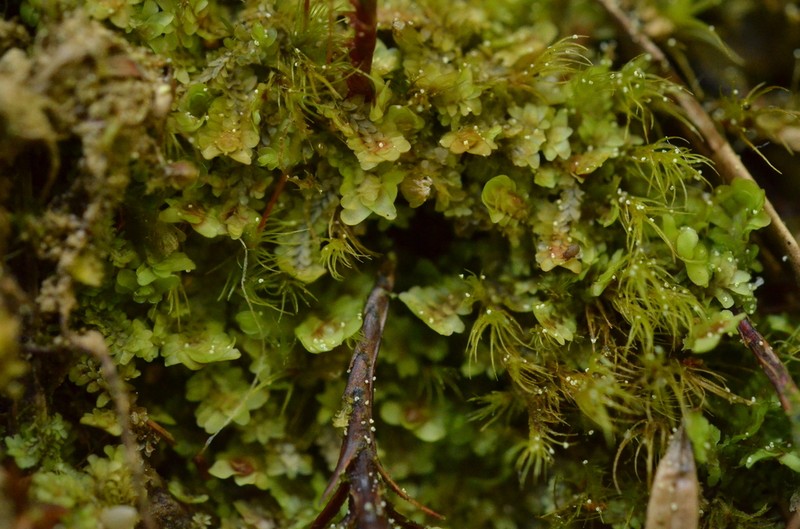 Diplophyllum obtusifolium photo 5