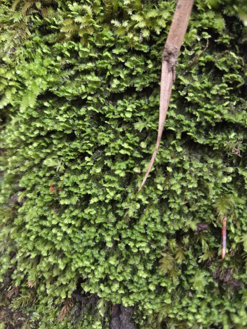 Diplophyllum obtusifolium photo 6