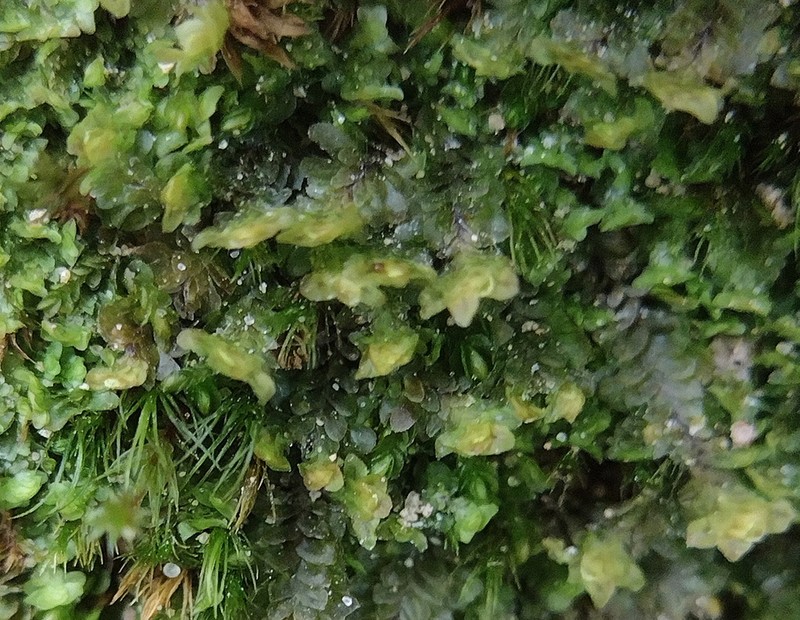 Diplophyllum obtusifolium photo 7
