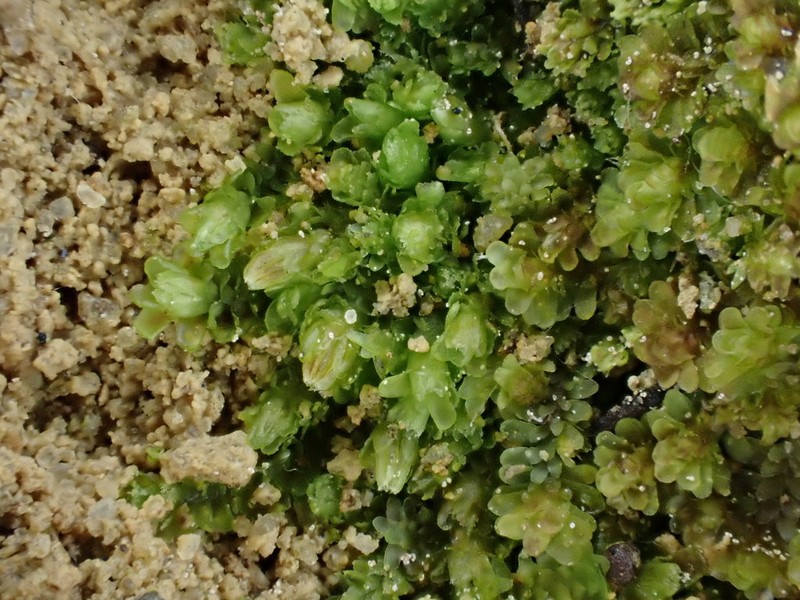 Diplophyllum obtusifolium photo 8