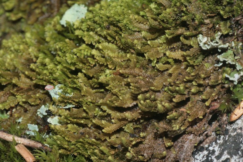 Diplophyllum taifolium