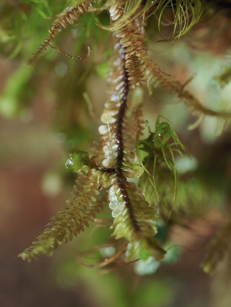 Diplophyllum taifolium