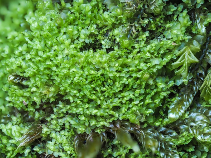 Diplophyllum taifolium photo 2