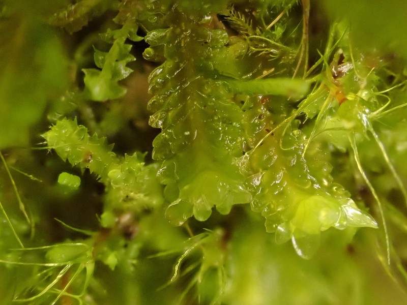 Diplophyllum taifolium photo 3