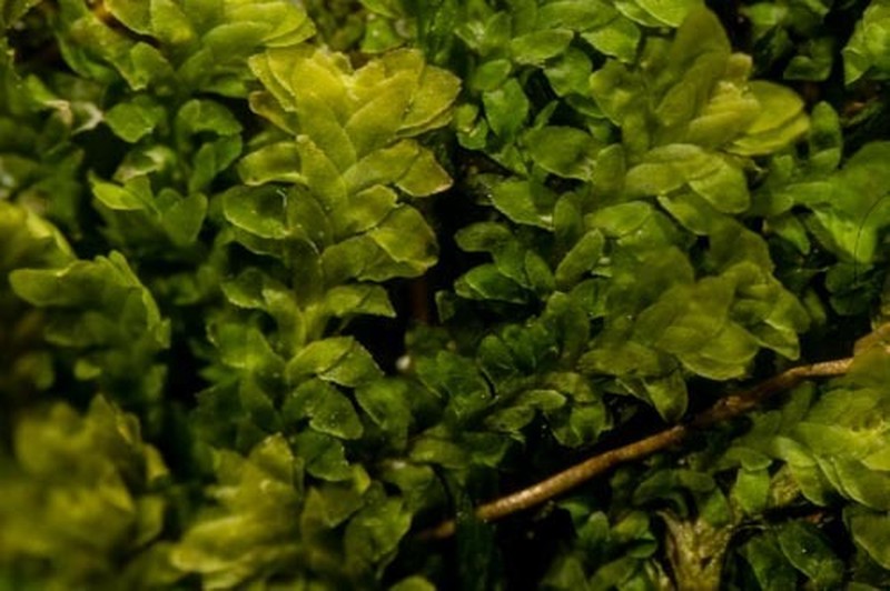 Diplophyllum taifolium photo 4