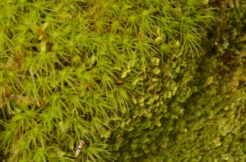 Diplophyllum taifolium photo 5