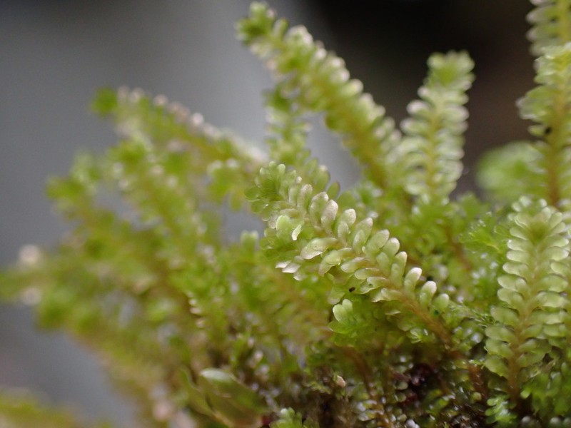 Diplophyllum taifolium photo 6