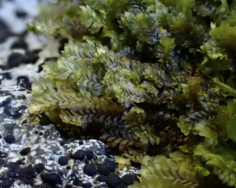 Diplophyllum taifolium photo 7