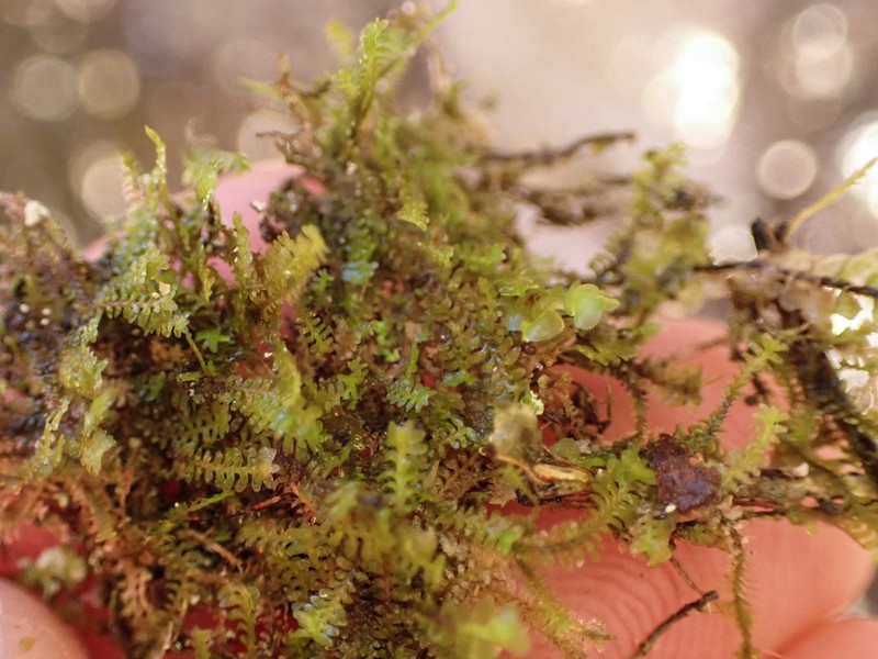 Diplophyllum taifolium photo 8