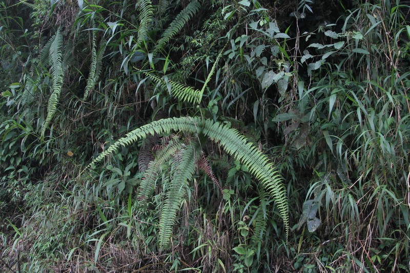 Diplopterygium bancroftii photo 2