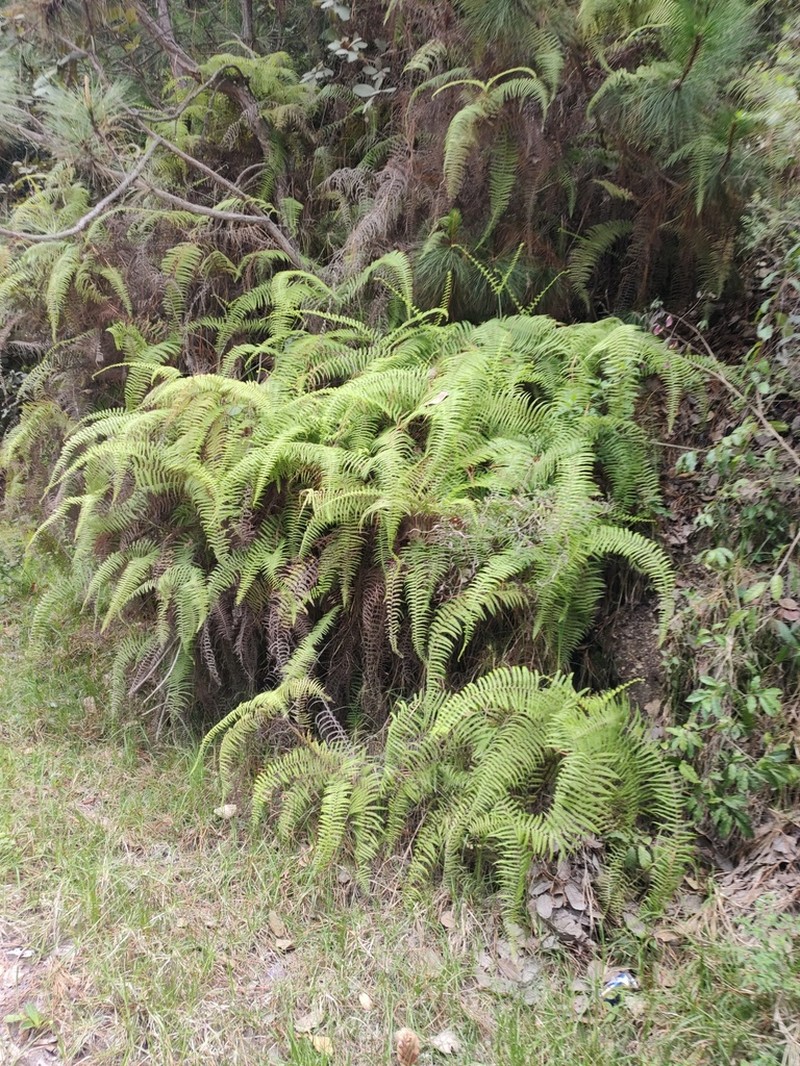 Diplopterygium bancroftii photo 3