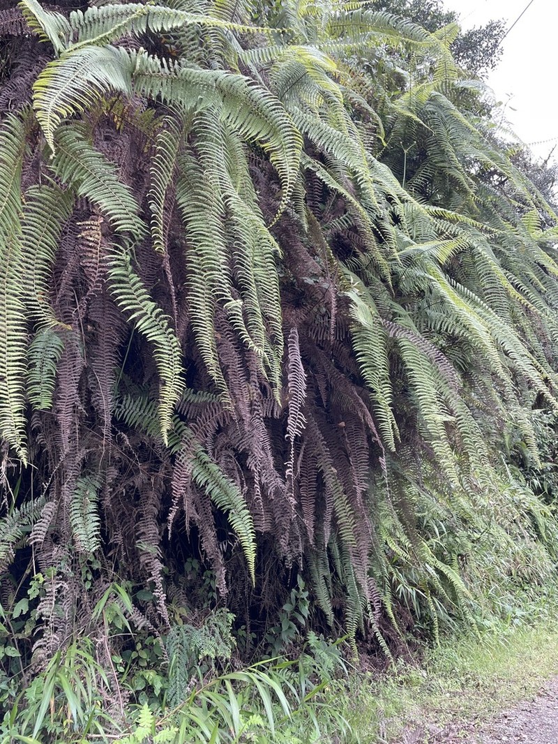 Diplopterygium bancroftii photo 5