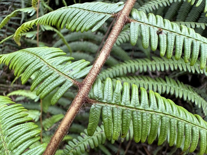 Diplopterygium blotianum photo 2