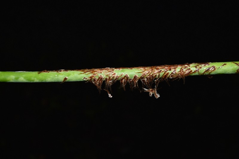 Diplopterygium blotianum photo 3