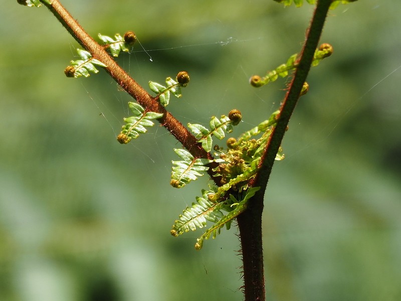 Diplopterygium blotianum photo 5