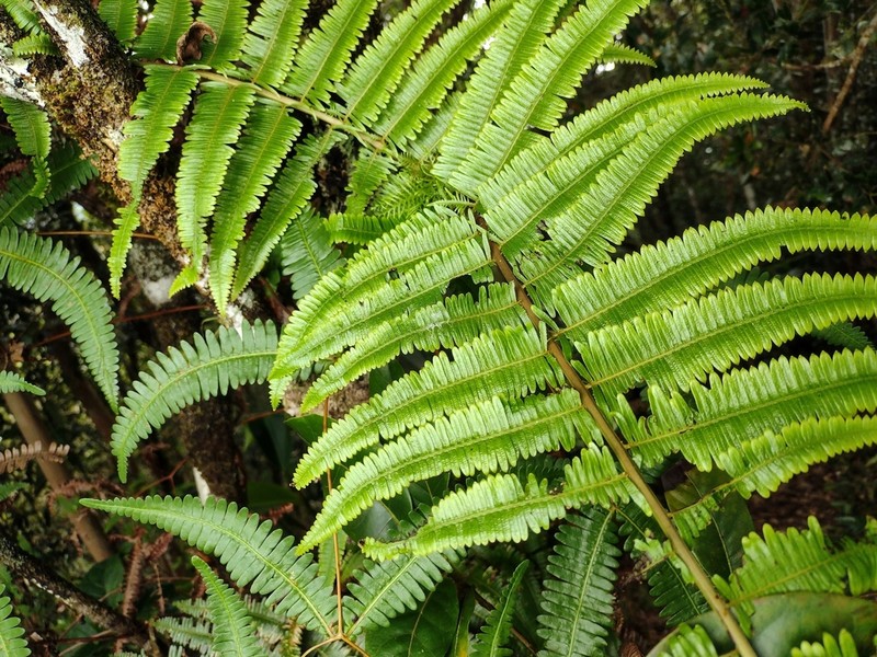 Diplopterygium brevipinnulum photo 2