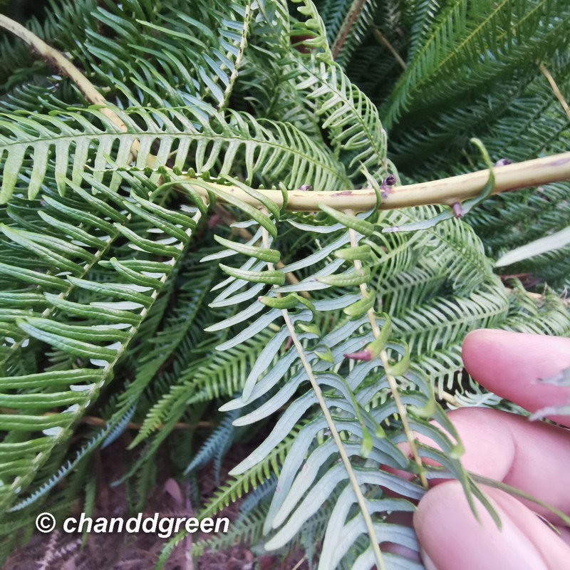 Diplopterygium cantonense photo 8