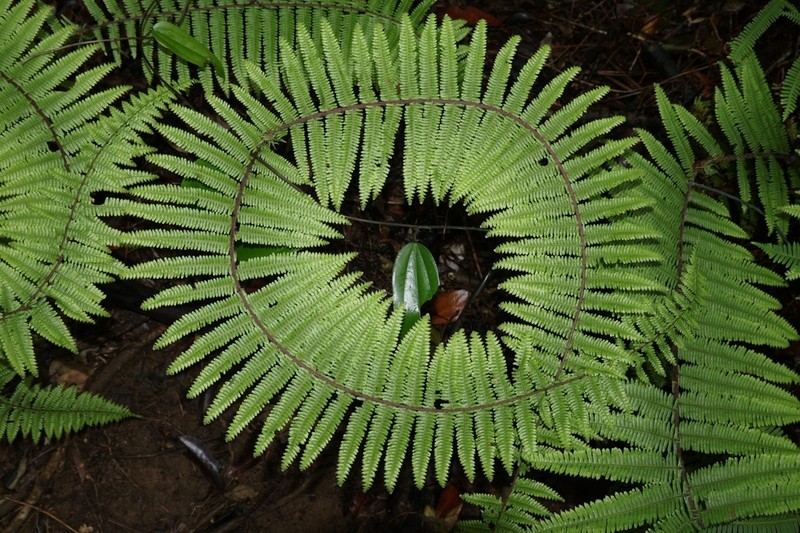 Diplopterygium chinense