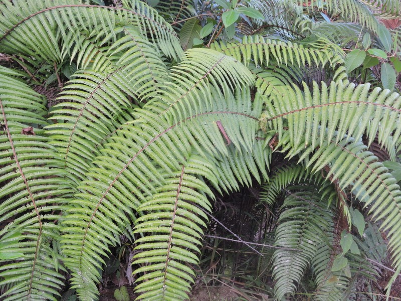 Diplopterygium giganteum