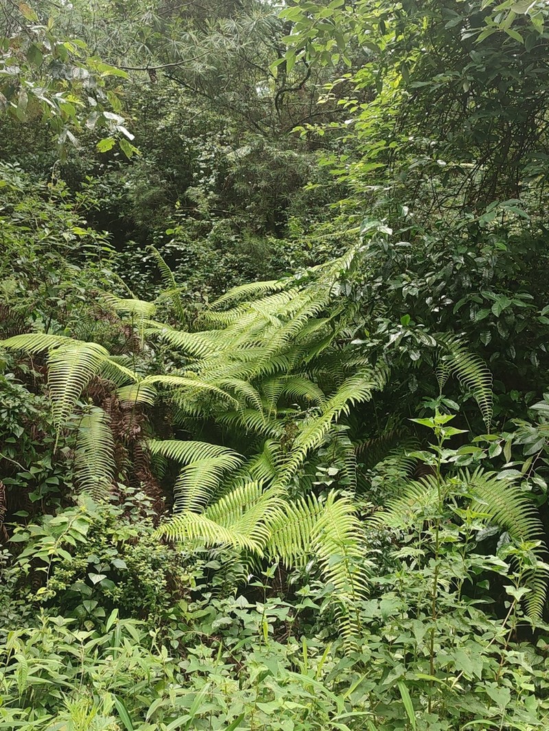 Diplopterygium giganteum photo 2