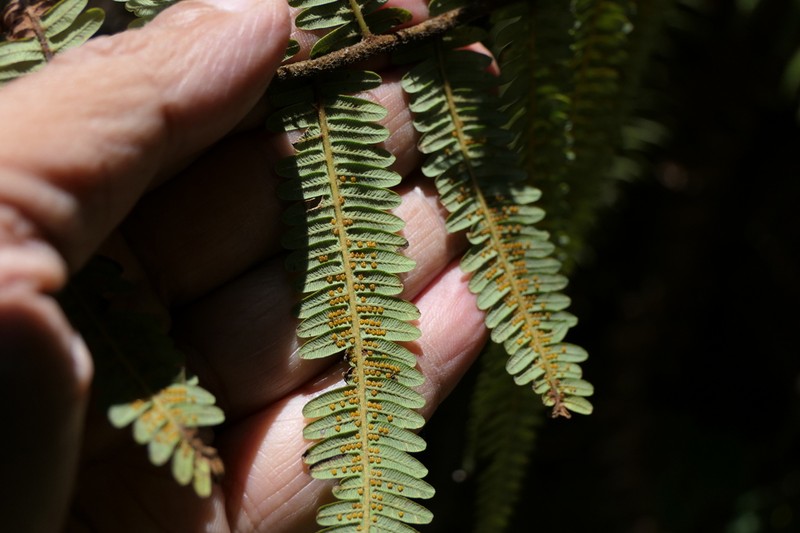 Diplopterygium giganteum photo 3