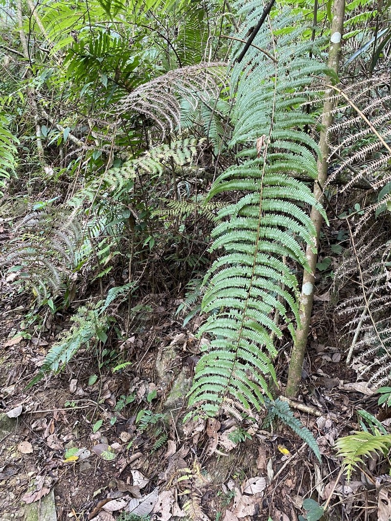 Diplopterygium giganteum photo 5