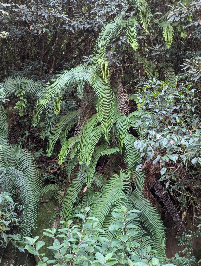 Diplopterygium giganteum photo 7