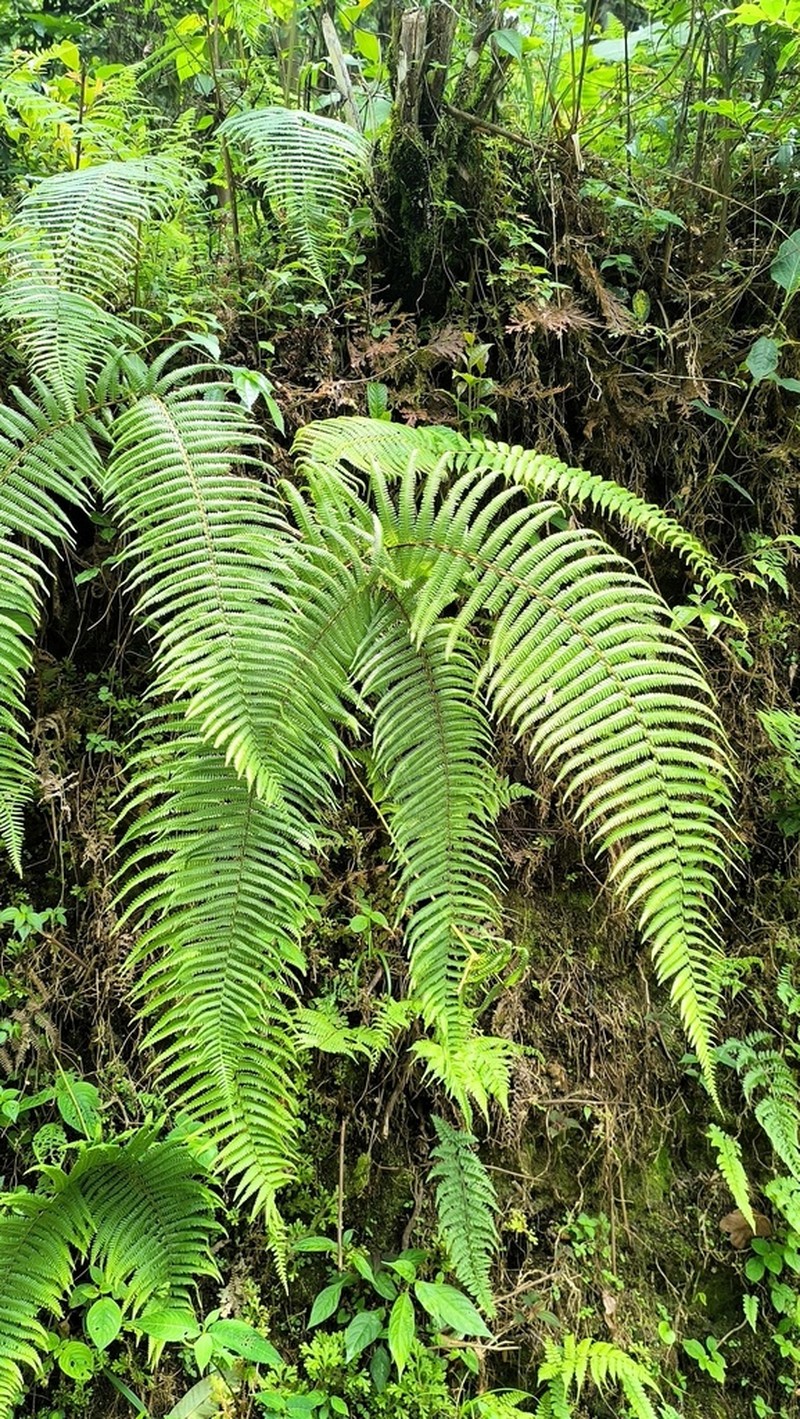 Diplopterygium giganteum photo 8