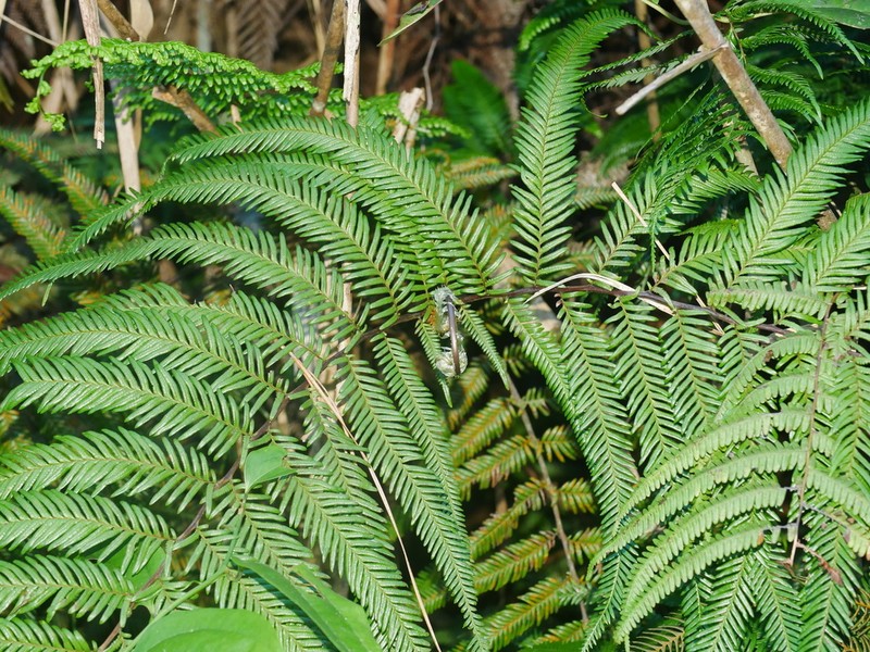 Diplopterygium laevissimum photo 4