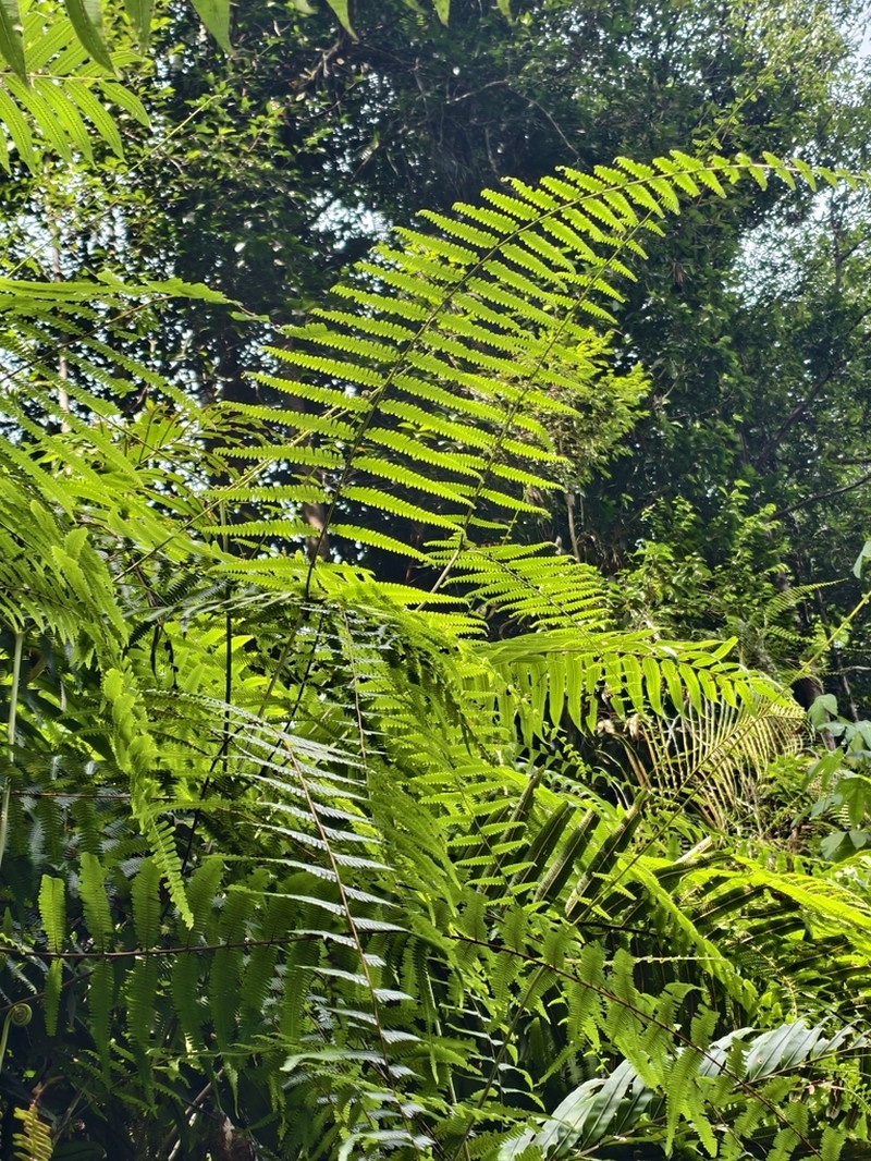 Diplopterygium norrisii