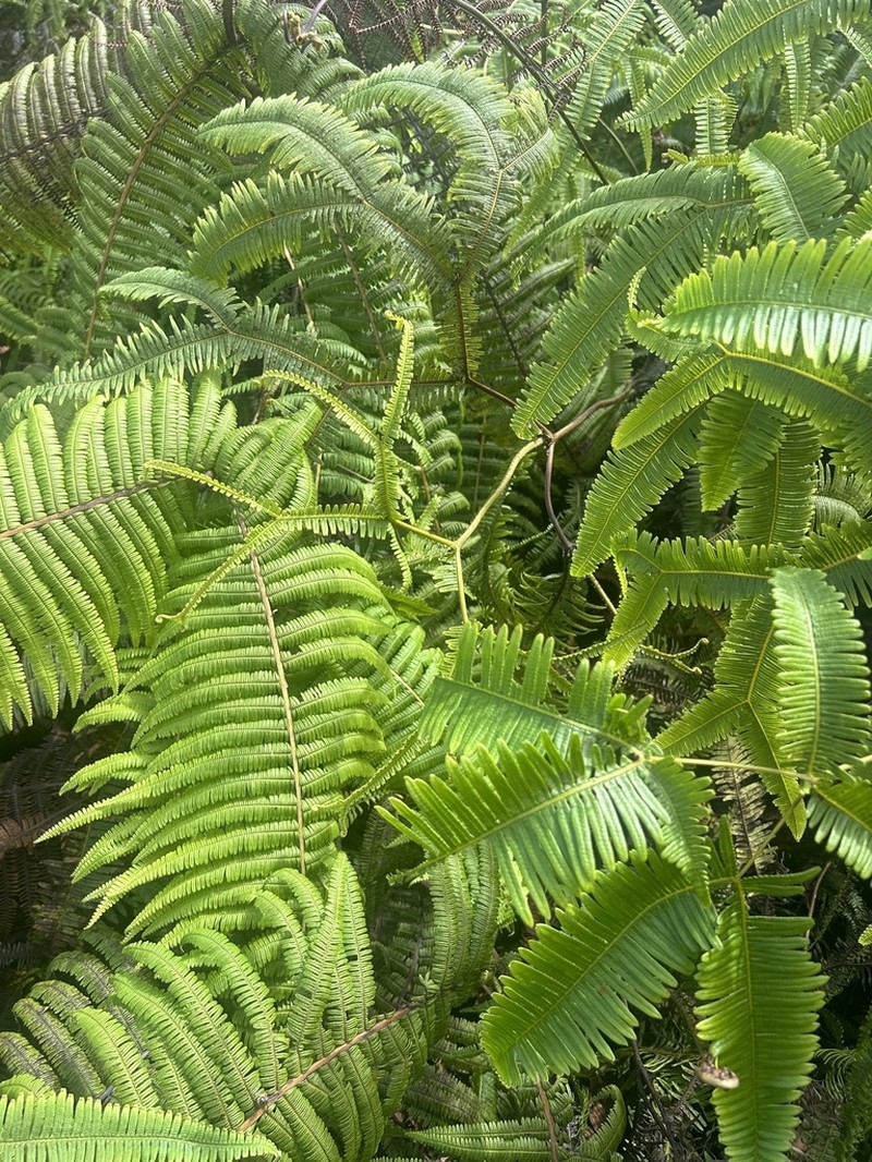 Scrambling Fern