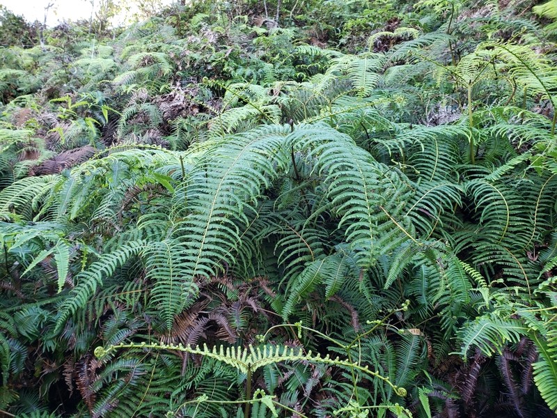 Scrambling Fern photo 2