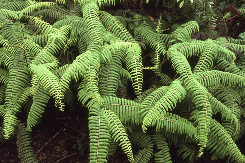 Scrambling Fern photo 3