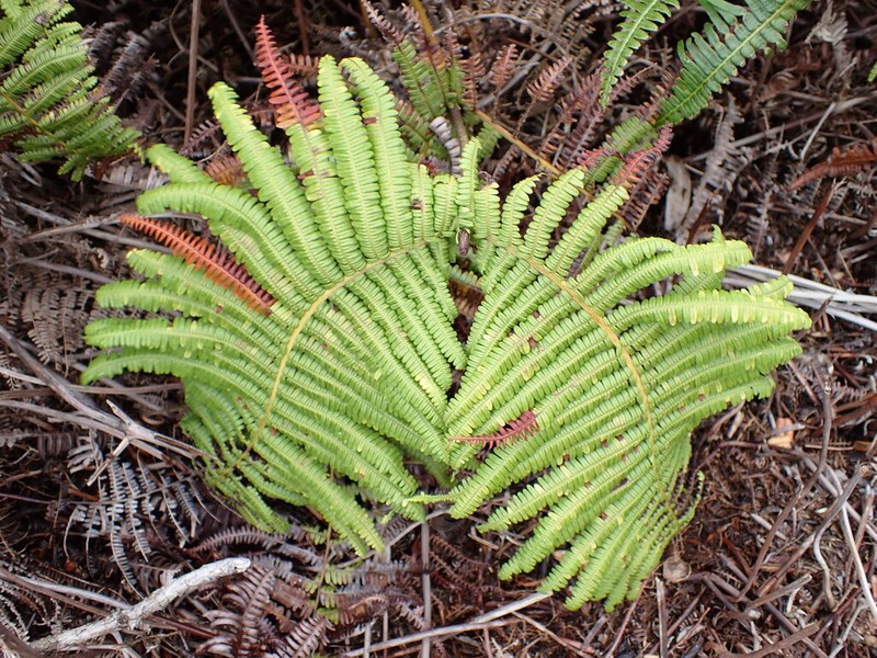 Scrambling Fern photo 4
