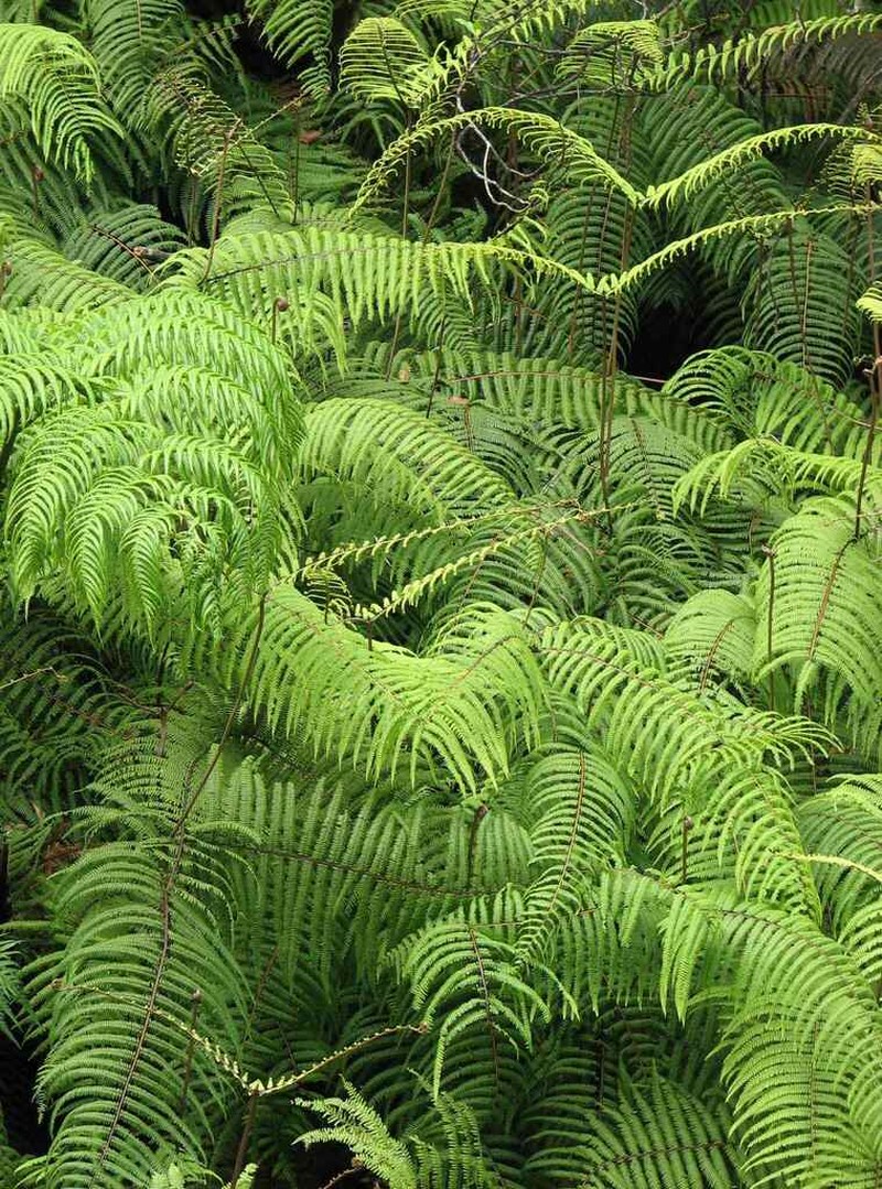 Scrambling Fern photo 5