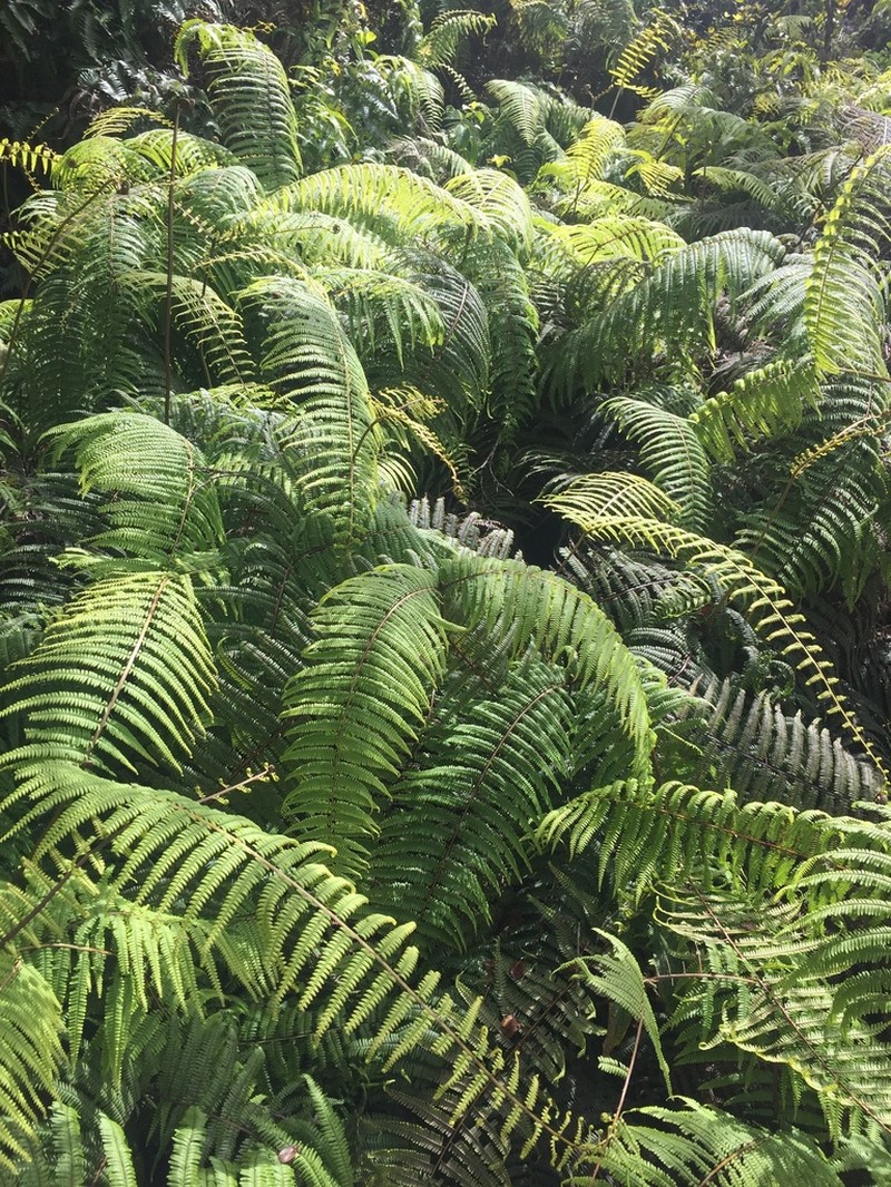 Scrambling Fern photo 6