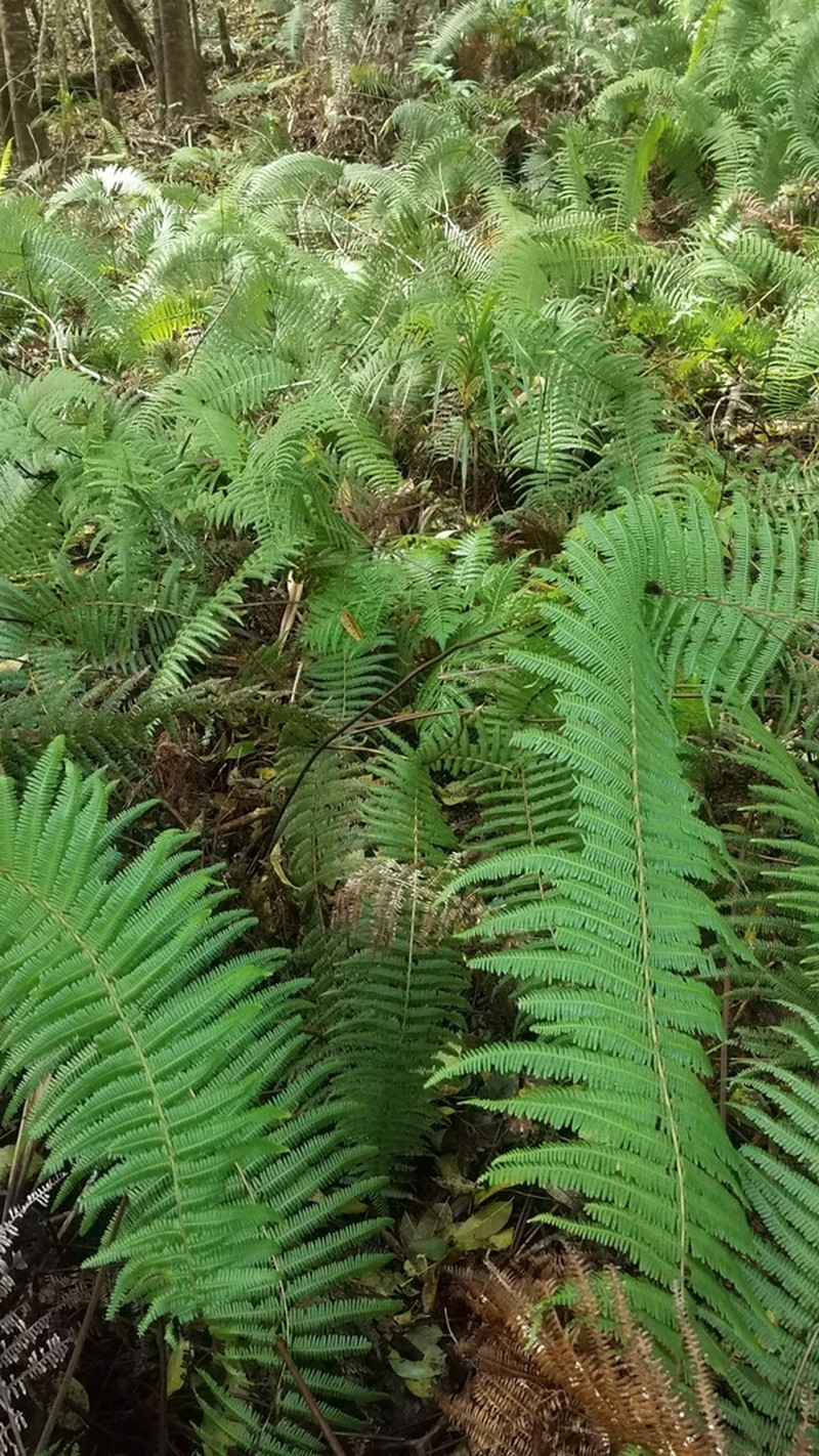 Scrambling Fern photo 7