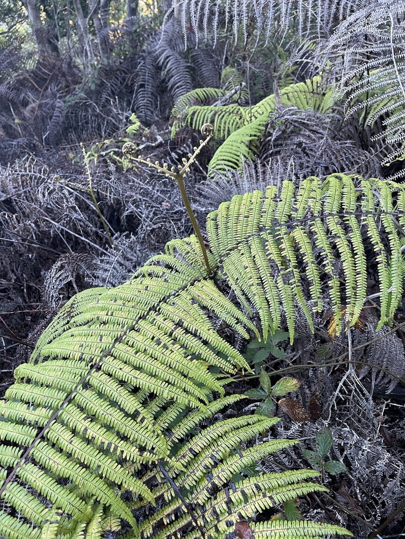 Scrambling Fern photo 8