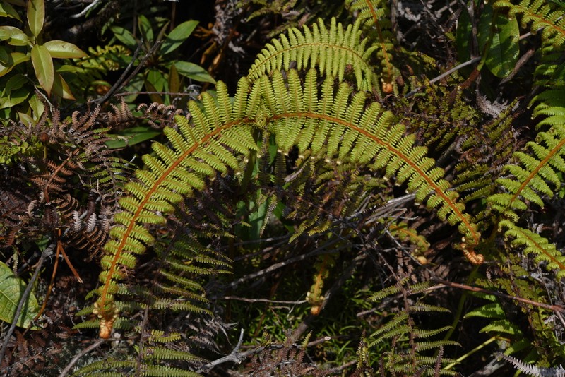 Diplopterygium rufum