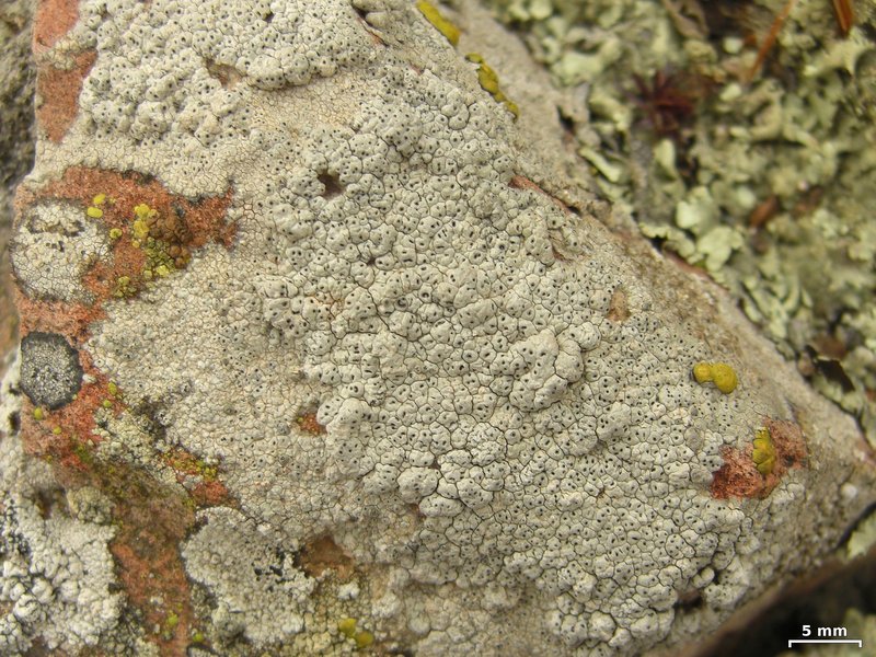 Crater Lichen