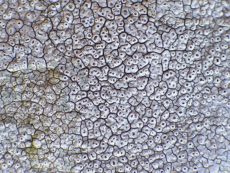 Crater Lichen