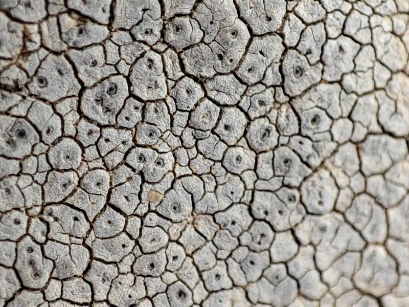 Crater Lichen photo 2