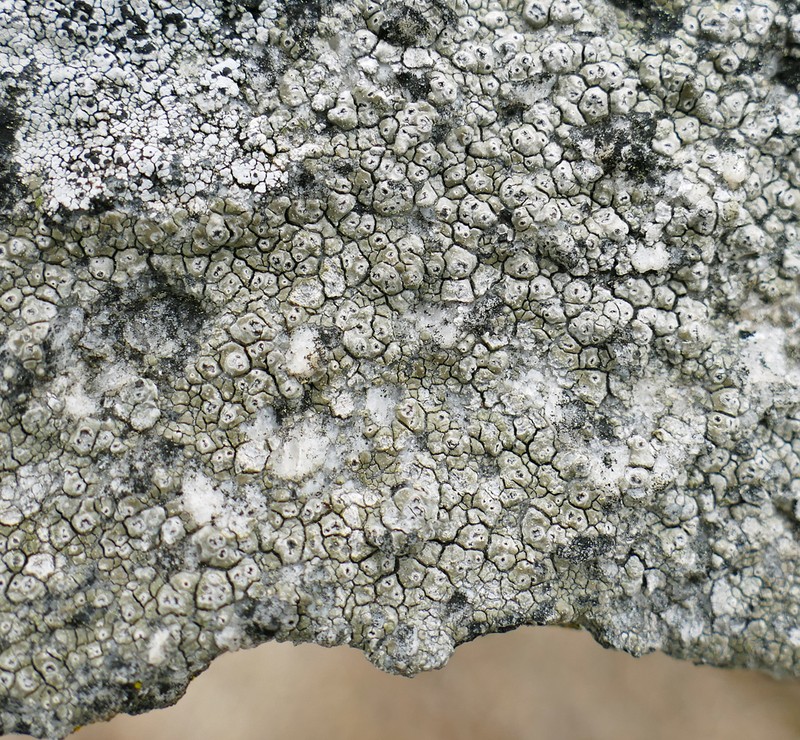 Crater Lichen photo 3