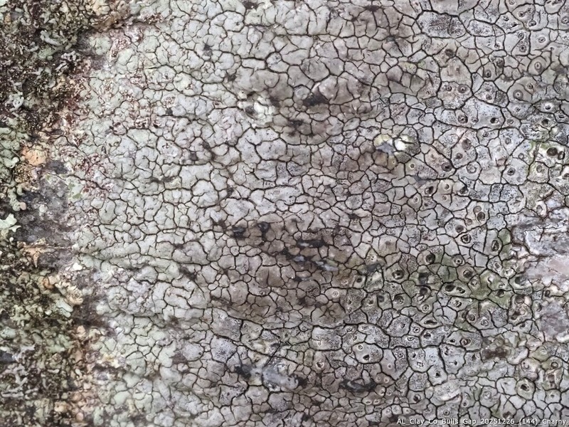 Crater Lichen photo 4