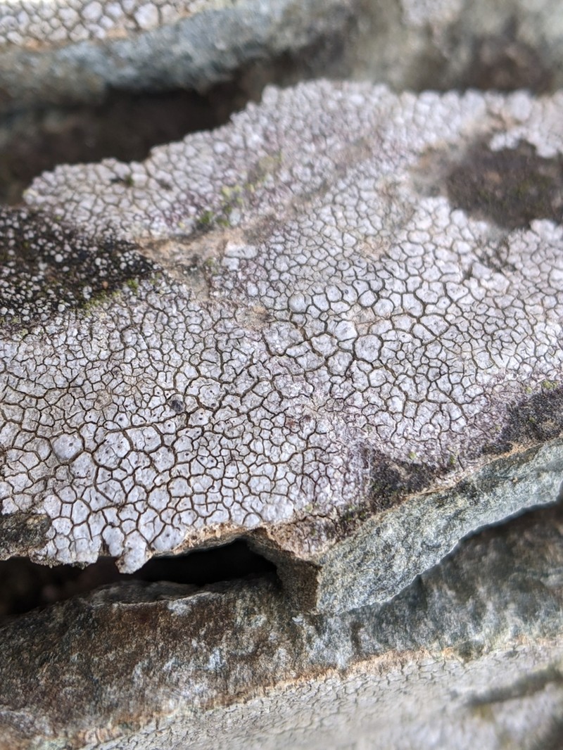 Crater Lichen photo 5